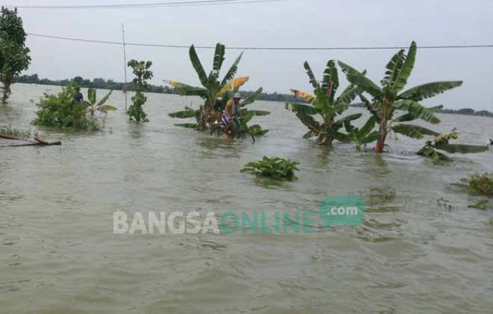 88 Hektar Lahan Pertanian di Rengel Terendam Banjir, Petani Merugi Rp 233,2 Juta