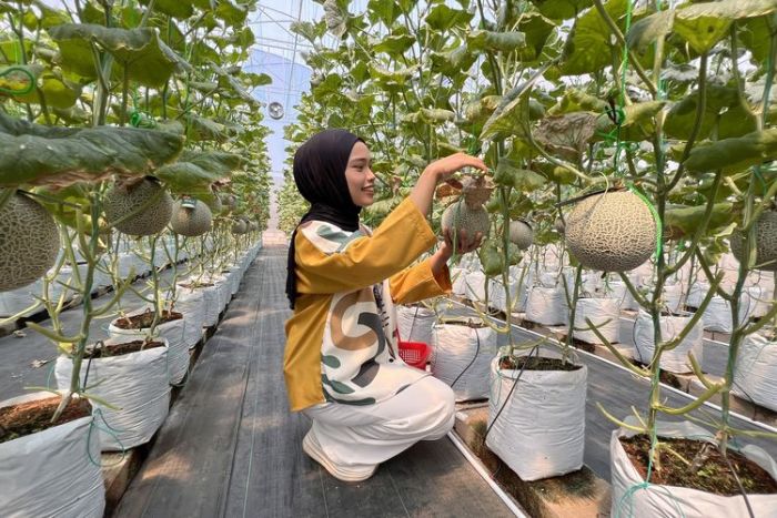 Wisata Kebun Buah Melon Akaruku di Tangerang, Berikut Harga Tiket Masuk dan Jam Buka