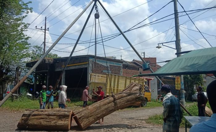 Polres Pasuruan Amankan Pelaku Penebangan Pohon Sonokeling di Jalan Raya Beji