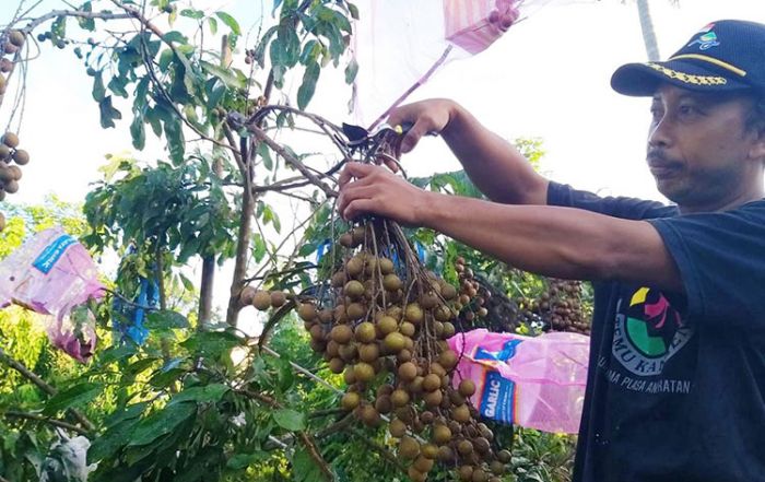 Jasa Marga Gelar Program Budi Daya Kelengkeng dan Pengembangan Desa Wisata Agrotech di Kulon Progo