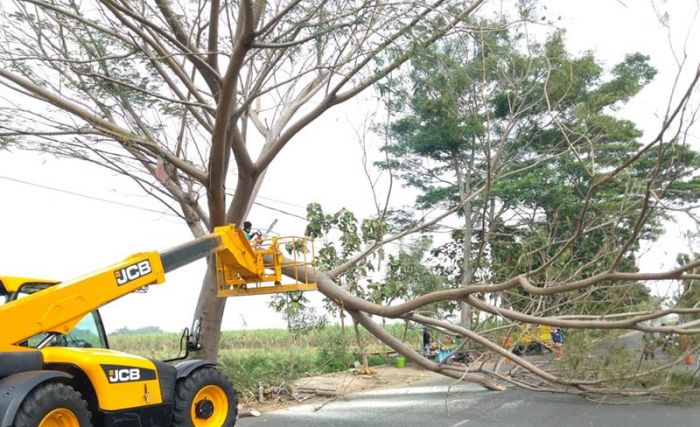 Antisipasi Pohon Tumbang, Dinas PUPR Jombang Terjunkan Tim Satgas Pangkas Pohon