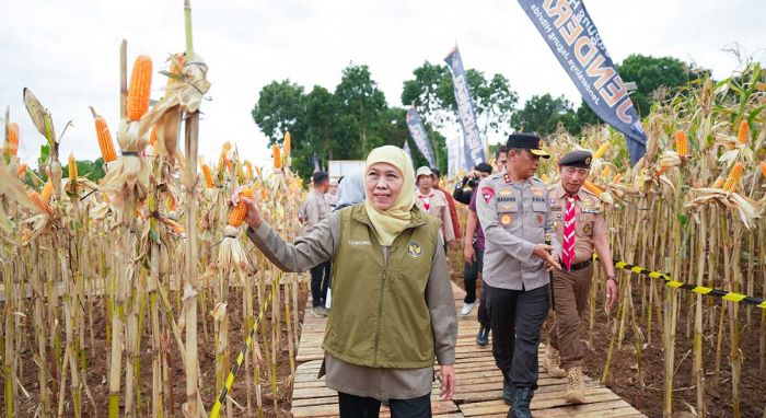 Panen Jagung di Banyuwangi, Gubernur Khofifah Tegaskan Sinergi Jaga Ketahanan Pangan