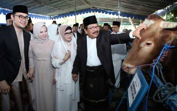 Ini Sapi Kurban Pakde Karwo yang Seberat 1 Ton itu