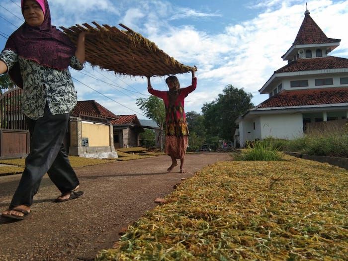 Petani Tembakau Rasakan Manfaat Berdirinya Pabrik Rokok Lokal di Sumenep