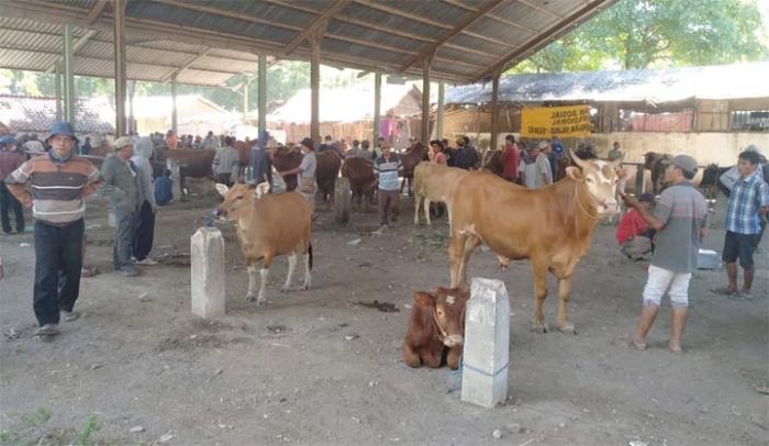 Menjelang Lebaran, Harga Sapi di Situbondo Justru Anjlok Hingga 10 Persen