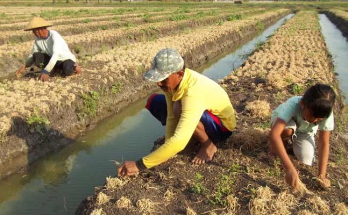 Ratusan Hektar Bawang Merah di Nganjuk Alami Puso, Disperta dan Penjual Obat Hama 