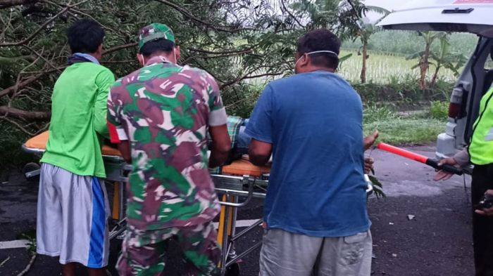 Pengendara Motor di Ngawi Tewas Usai Tabrak Pohon yang Tumbang