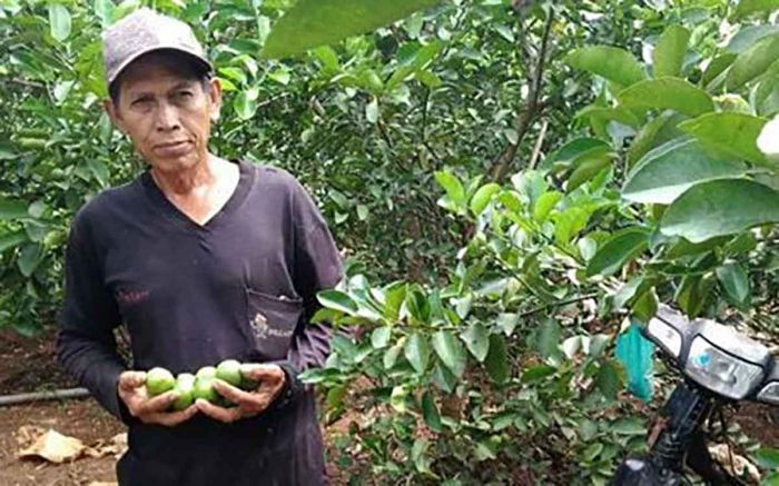 Kebonagung, Desa Penghasil Jeruk Nipis dari Kota Pudak