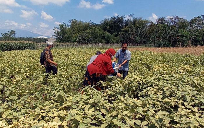 Bantu Petani, ASN Kota Kediri Borong Hasil Panen