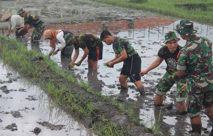 Masuki Musim Penghujan Babinsa Bersama PPL Dampingi Petani di Jember Tanam Padi