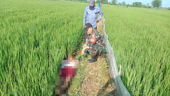 Mayat di Sawah Gegerkan Warga Benjeng