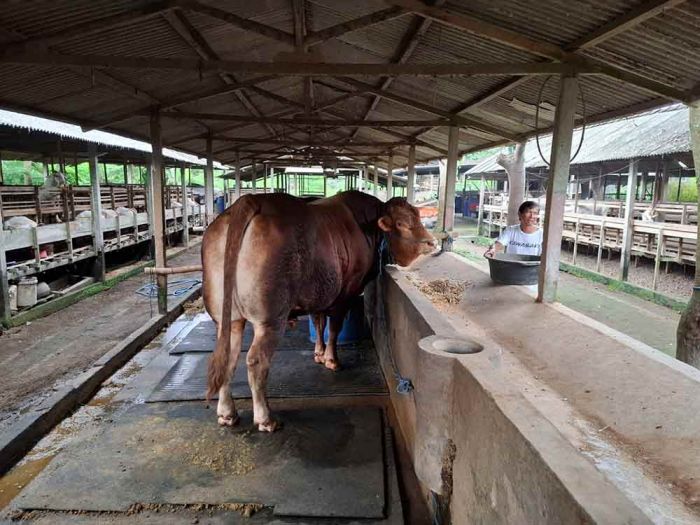 Kisah Jihad, Nama Sapi Peternak Blitar yang Dipilih Presiden Prabowo sebagai Hewan Kurban Kisah Jihad, Nama Sapi Peternak Blitar yang Dipilih Presiden Prabowo sebagai Hewan Kurban
