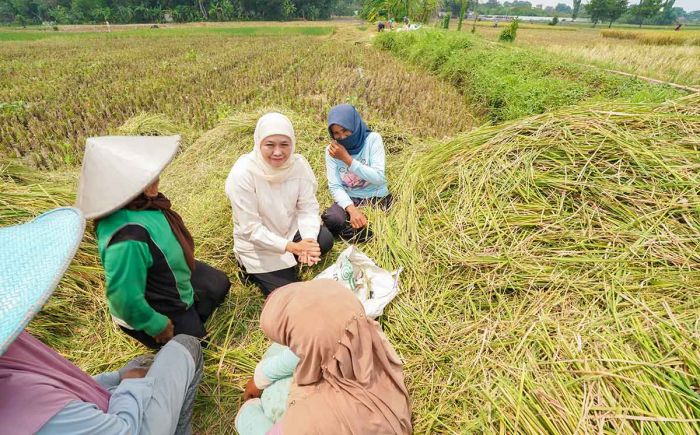 Panen Raya Padi di Desa Krajan, Khofifah Apresiasi LPPNU Kabupaten Pasuruan