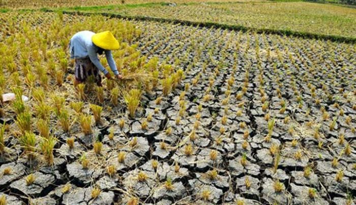 BPBD Pasuruan Mulai Petakan Wilayah Rawan Kekeringan