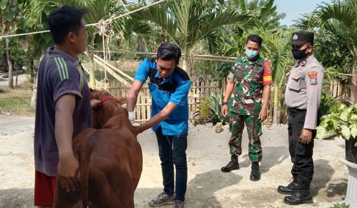Cegah Penyebaran PMK di Desa Tlanakan, DKPP Pamekasan Gelar Vaksinasi 100 Sapi