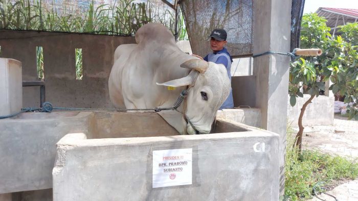 Salah Satu Sapi Kurban Presiden Prabowo Dipesan dari Plosoklaten Kediri Salah Satu Sapi Kurban Presiden Prabowo Dipesan dari Plosoklaten Kediri