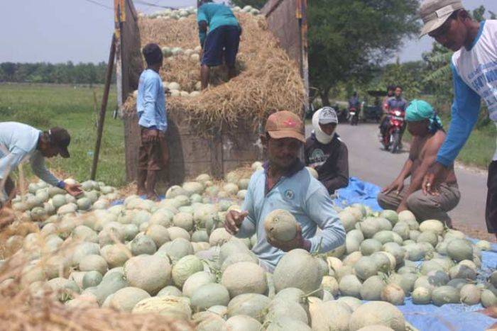 Diserang Lalat Buah, Hasil Panen Melon di Tuban Menurun