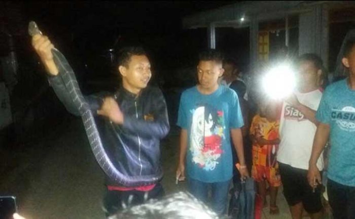 Ular King Cobra Masuk Perumahan Warga di Purwoasri, Pacitan