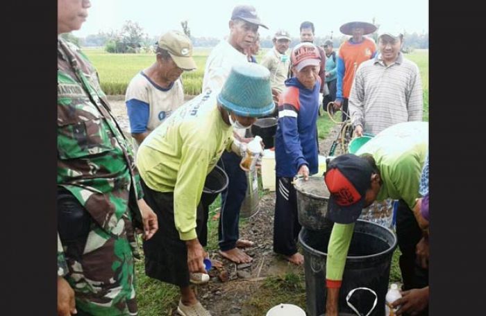 Diserang Wereng, Petani-TNI di Bungkal Lakukan Semprotan Massal