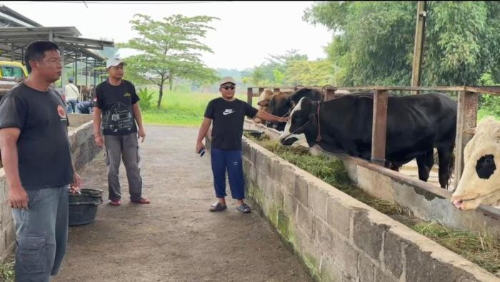 Peternakan di Pasuruan ini Alami Lonjakan Penjualan Hewan Kurban Jelang Iduladha 1446 H
