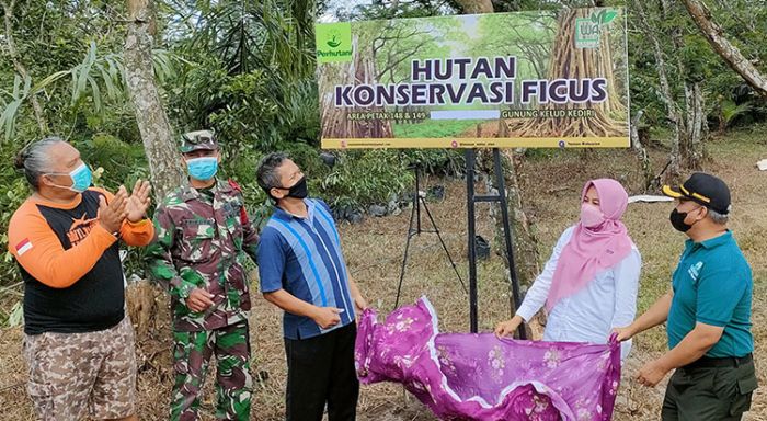 Antisipasi Longsor Susulan, Pegiat Lingkungan di Kabupaten Kediri Tanam Ficus di Lereng Gunung Kelud