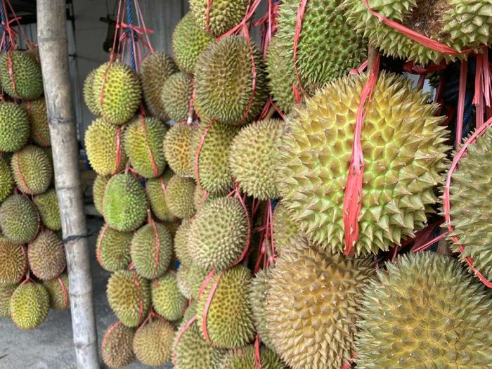 Ampuh Cegah Kanker Payudara, Ini Sederet Manfaat Konsumsi Durian Bagi Tubuh