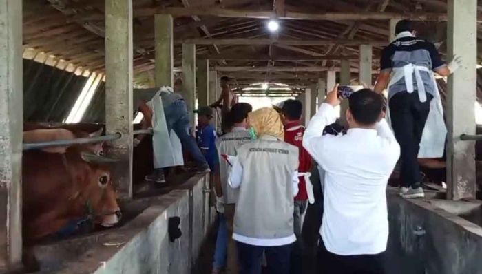 Jelang Idul Adha 1446 H, Nusantara Farm Pamekasan Jamin Hewan Kurban Berkualitas