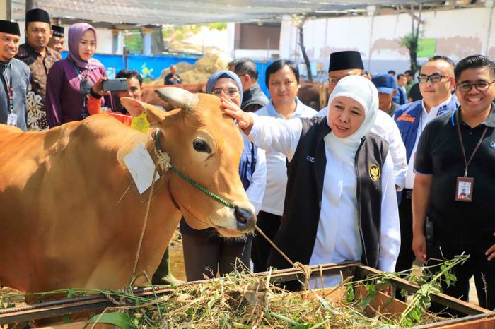 PMK di Jatim Tertangani Dengan Baik, Khofifah Optimis Stok Hewan Ternak Aman Jelang Ramadhan