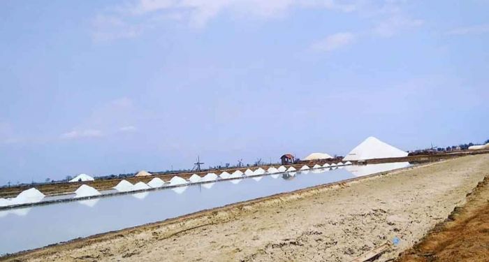 Produksi Garam di Pamekasan Anjlok, Cuaca dan Teknologi Jadi Tantangan Petambak