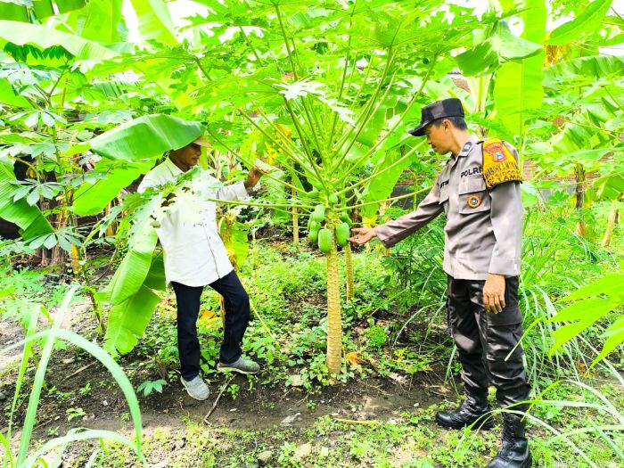 Dukung Ketahanan Pangan, Polsek Taman Sidoarjo Tinjau Pekarangan Pohon Pisang dan Pepaya