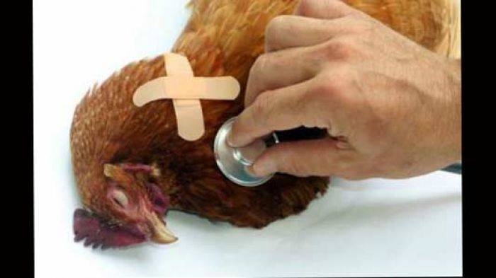 Flu Burung Rambah Jatim, Dewan Desak Vaksinisasi Massal Unggas