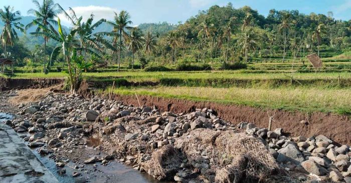 Warga Rajekwesi Situbondo Khawatir Banjir, Tanggul Rusak Belum Diperbaiki