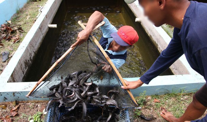 WBP Lapas Kelas I Madiun Berhasil Panen 5.000 Ekor Ikan Lele