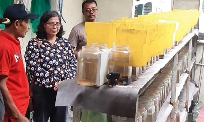 Pj Wali Kota Kediri Berburu Ikan Cupang di Kampung Harmoni Betta