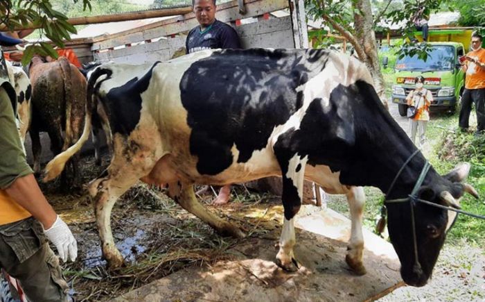 Terancam Longsor Susulan, 16 KK dan 30 Ekor Sapi di Dusun Brau Diungsikan