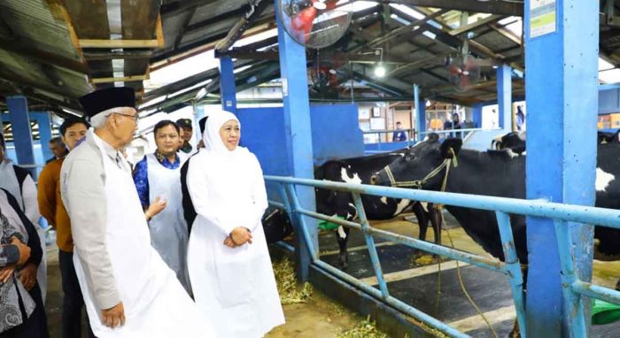 Gubernur Khofifah: KPSP Nongkojajar Jadi Model Nasional Produksi Susu Bebas Limbah dan PMK Gubernur Khofifah: KPSP Nongkojajar Jadi Model Nasional Produksi Susu Bebas Limbah dan PMK