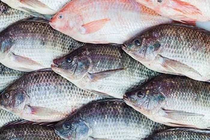 Cara Membekukan Ikan Segar Agar Rasa Tetap Terjaga