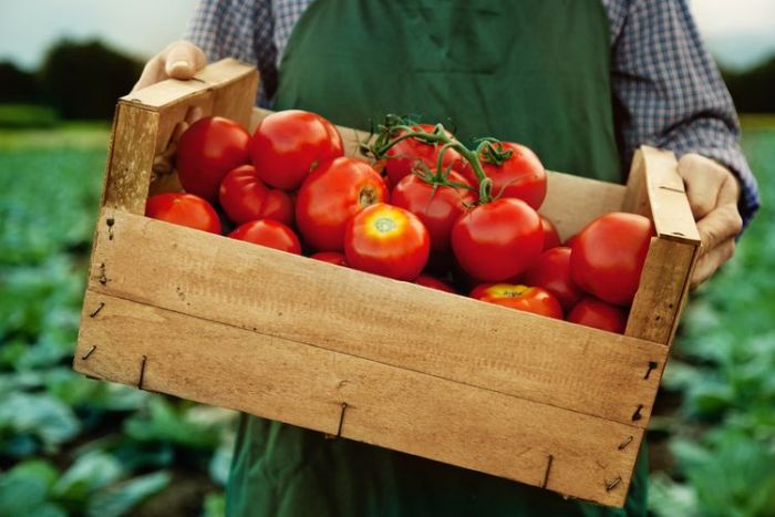 5 Buah dan Sayur yang Sebaiknya Tidak Disimpan di Kulkas