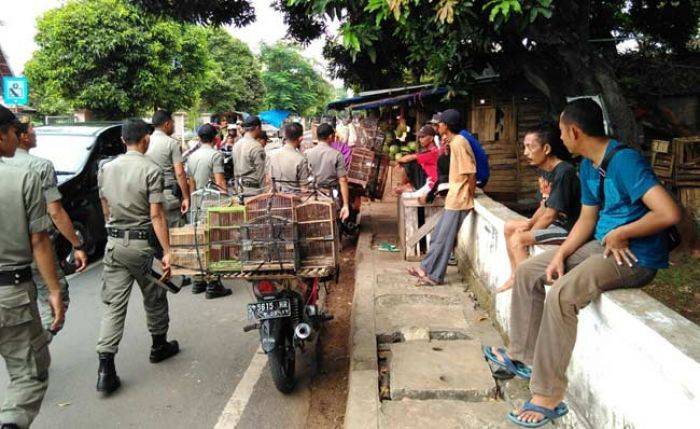 Satpol PP Tuban Razia PKL di Jalan Protokol, Angkut Paksa Satu Gerobak