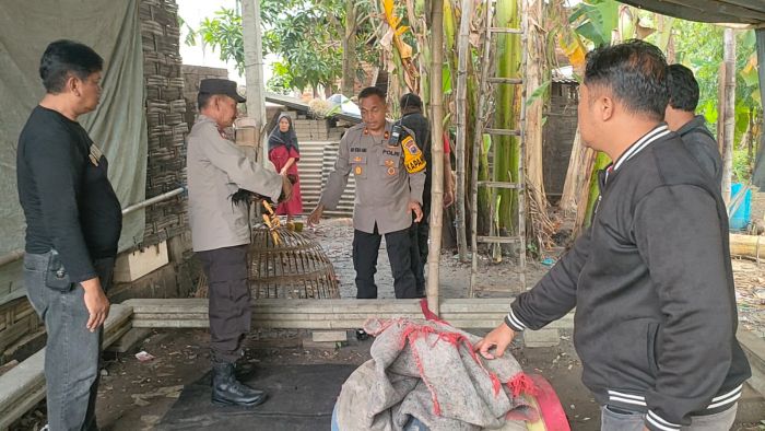 Jelang Imlek, Polsek Krian Grebek Lokasi Judi Sabung Ayam