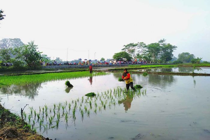 2023 Ada Pembatasan Pupuk Bersubsidi, Jumlah Petani di Tulungagung Diperkirakan Merosot