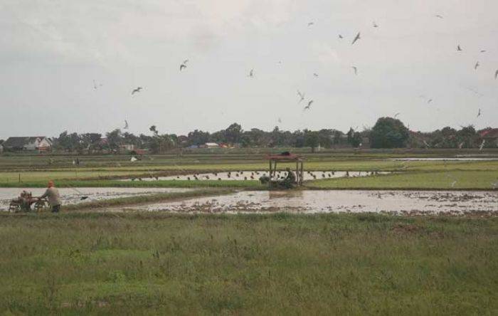 Petani di Sumenep Sulit Mendapatkan Pupuk Bersubdisi