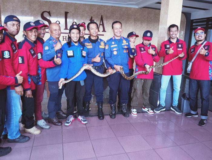 Damkar Kota Batu Evakuasi Ular Sanca Panjang 3,5 Meter di Hotel Selecta