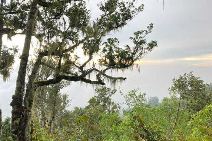 Menguak Lebih Dalam Fungsi Hutan untuk Makhluk Hidup