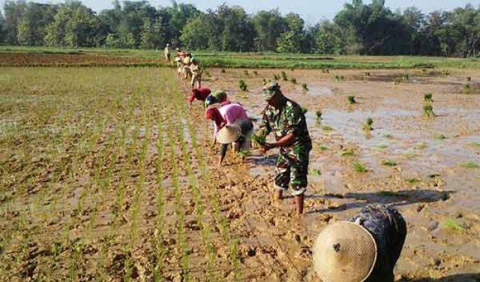 Tanam Padi Serentak di Konang Bangkalan Dimotori Babinsa