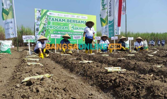 Lahan Produksi Turun, PG Gempolkrep Optimis Sumbang Gula 899.488,9 Ton