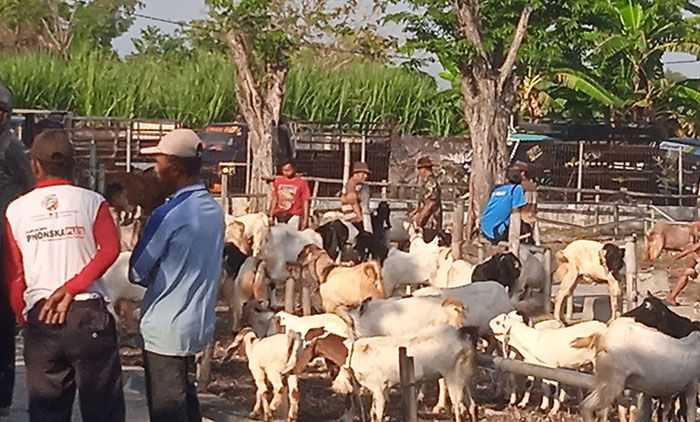 5 Bulan Ditutup karena PMK, Pasar Hewan Tikung di Lamongan Dibuka Lagi 5 Bulan Ditutup karena PMK, Pasar Hewan Tikung di Lamongan Dibuka Lagi
