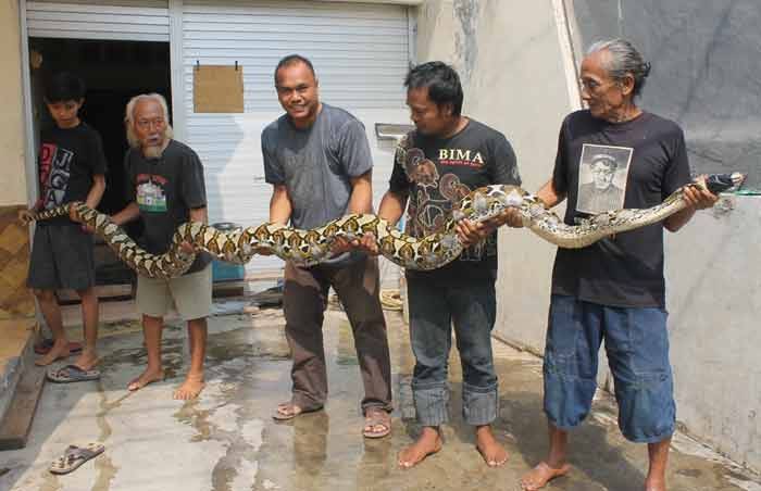 Nyari Biawak, Pria di Sidorajo ini Bawa Pulang Ular Sepanjang 6 Meter