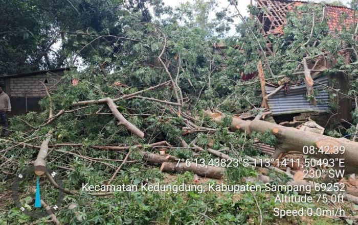 Diterpa Angin Kencang, Dua Pohon Tumbang Timpa Rumah Warga Kedungdung Sampang