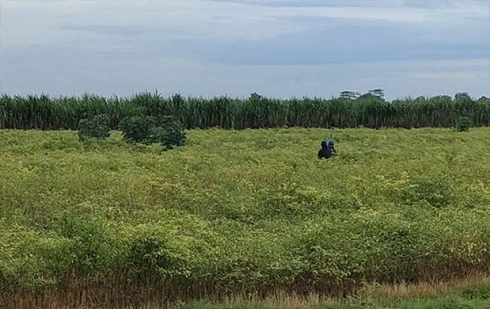 Ironis, Harga Cabai Mahal, Petani di Kediri Justru Merugi Akibat Tanaman Terserang Hama Patek